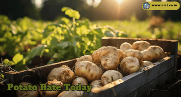 Potato Rate Today