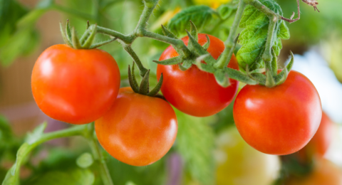 Tomato Plant Care: मार्केट वाली खाद नहीं, गार्डन में मौजूद यह 1 चीज टमाटर के पौधे के लिए हो सकती है टॉनिक.. जानिए कैसे?