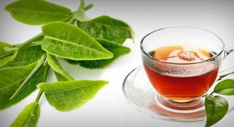 Uses of Guava Leaves