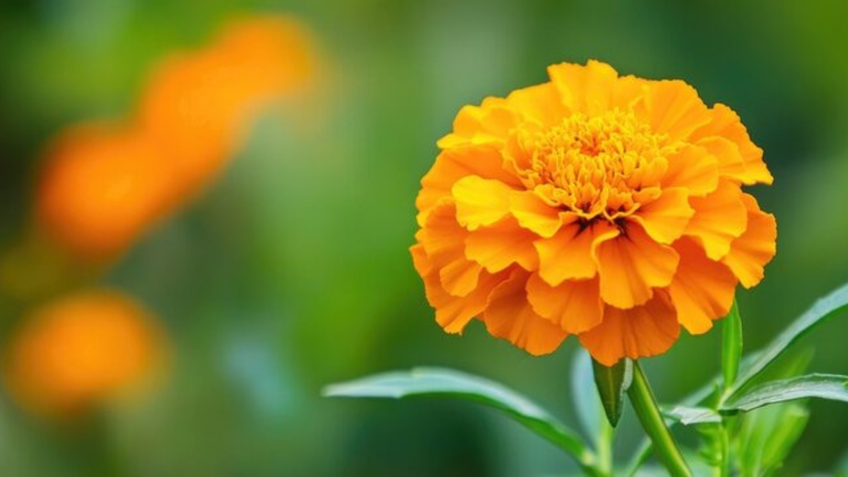 सुविचार: जीवन को सही दिशा देने वाले प्रेरणादायक और अनमोल विचार!