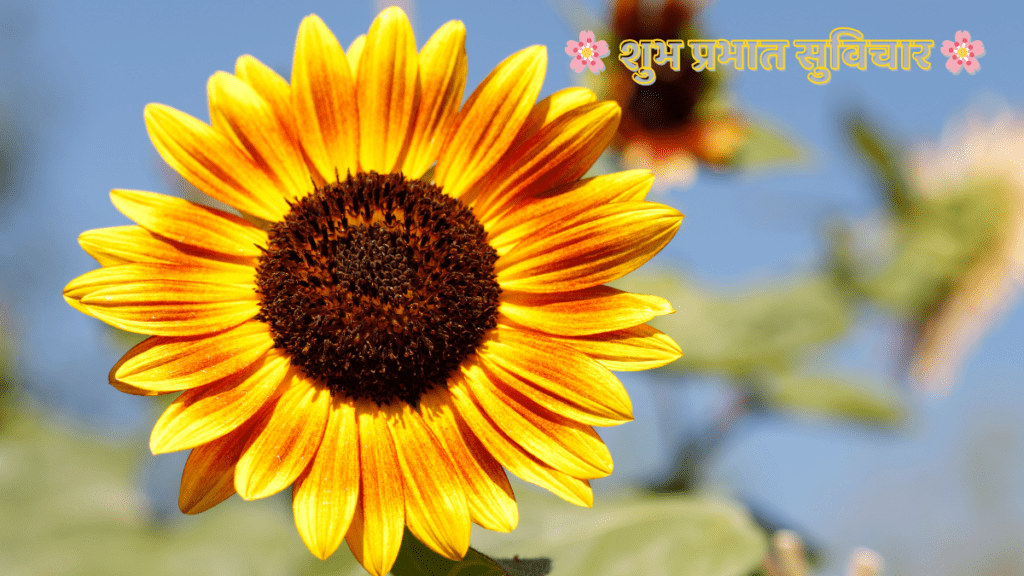 शुभ प्रभात सुविचार