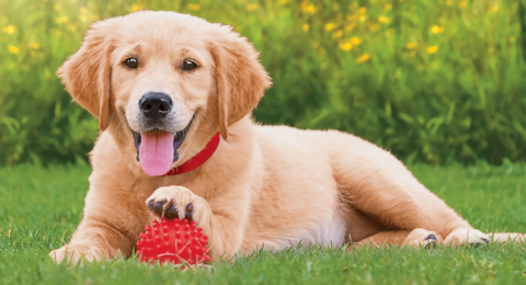 From Farm to Bowl: The Truth Behind The Farmer’s Dog Revolution