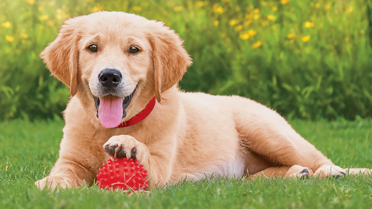 From Farm to Bowl: The Truth Behind The Farmer’s Dog Revolution