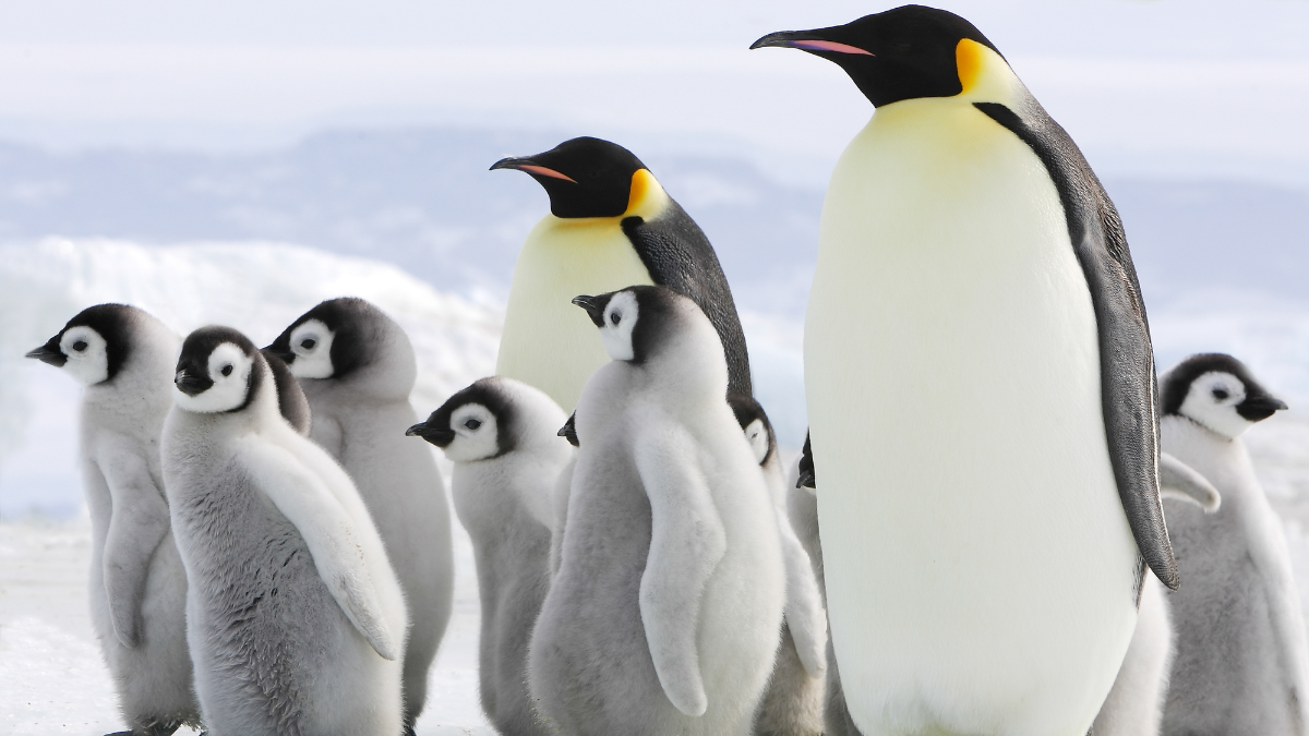 Names For Penguins