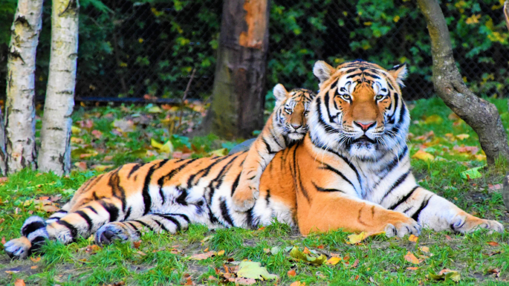 International Tiger Day