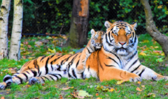 International Tiger Day