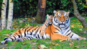 International Tiger Day