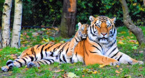 International Tiger Day
