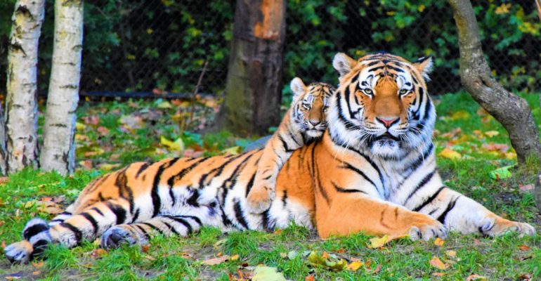 International Tiger Day