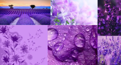 Lavender colour