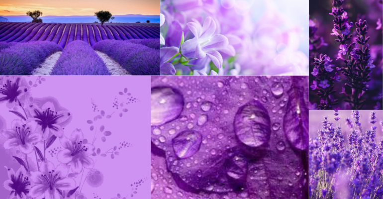 Lavender colour