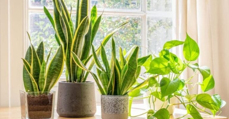 Feng Shui Tips for Home