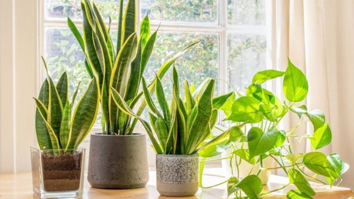 Feng Shui Tips for Home