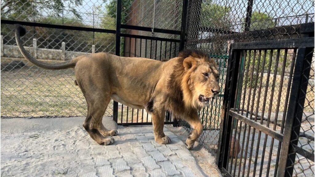 गोरखपुर जू शेर की मौत