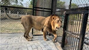 गोरखपुर जू शेर की मौत