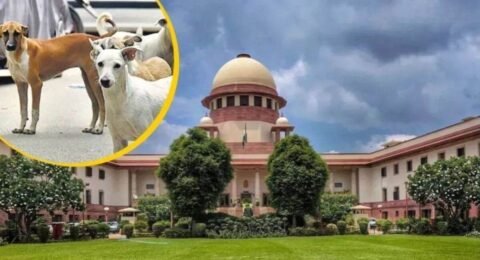 सुप्रीम कोर्ट आवारा कुत्ते मामला