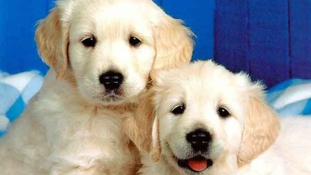 देहरादून आवारा कुत्ते