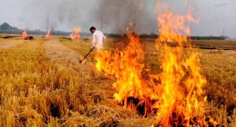 यूपी पराली जलाने पर गिरफ्तारी