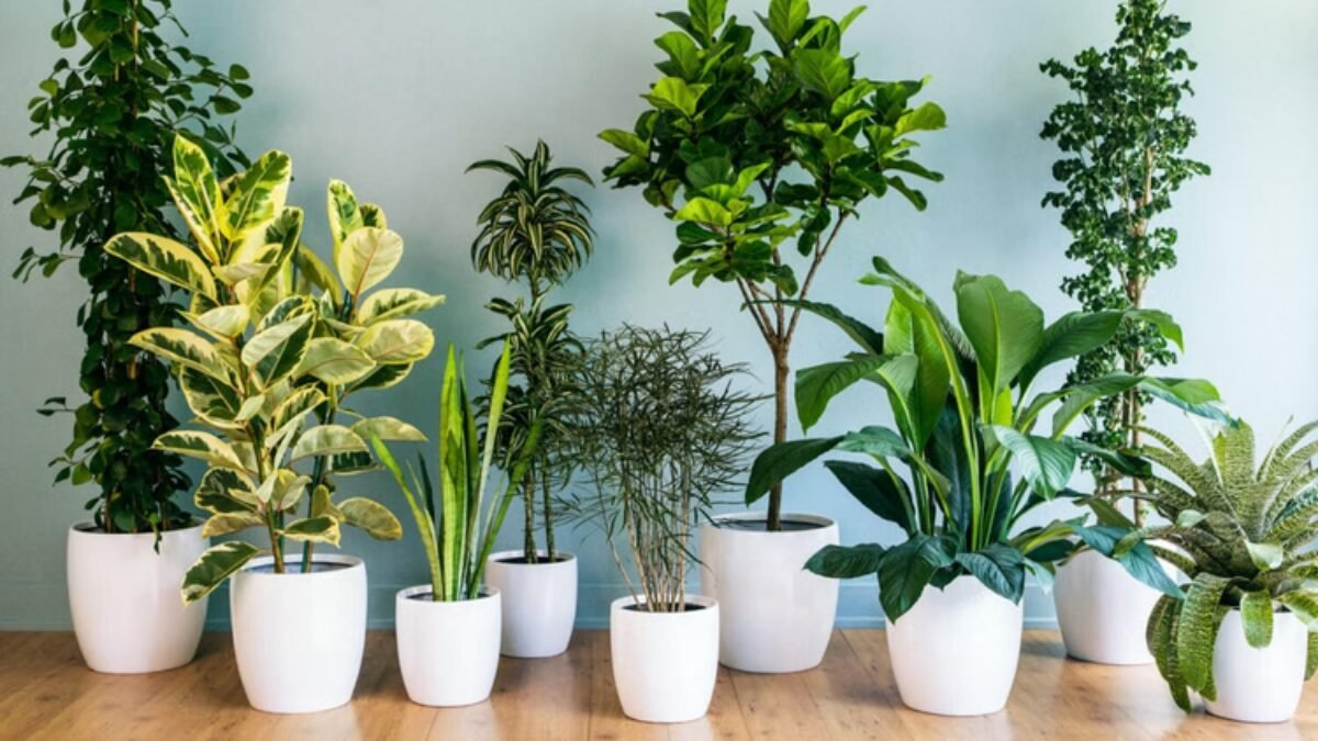 वास्तु टिप्स