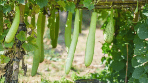 मचान विधि से लौकी की खेती करते हुए महिला किसान, कम लागत में अधिक उत्पादन