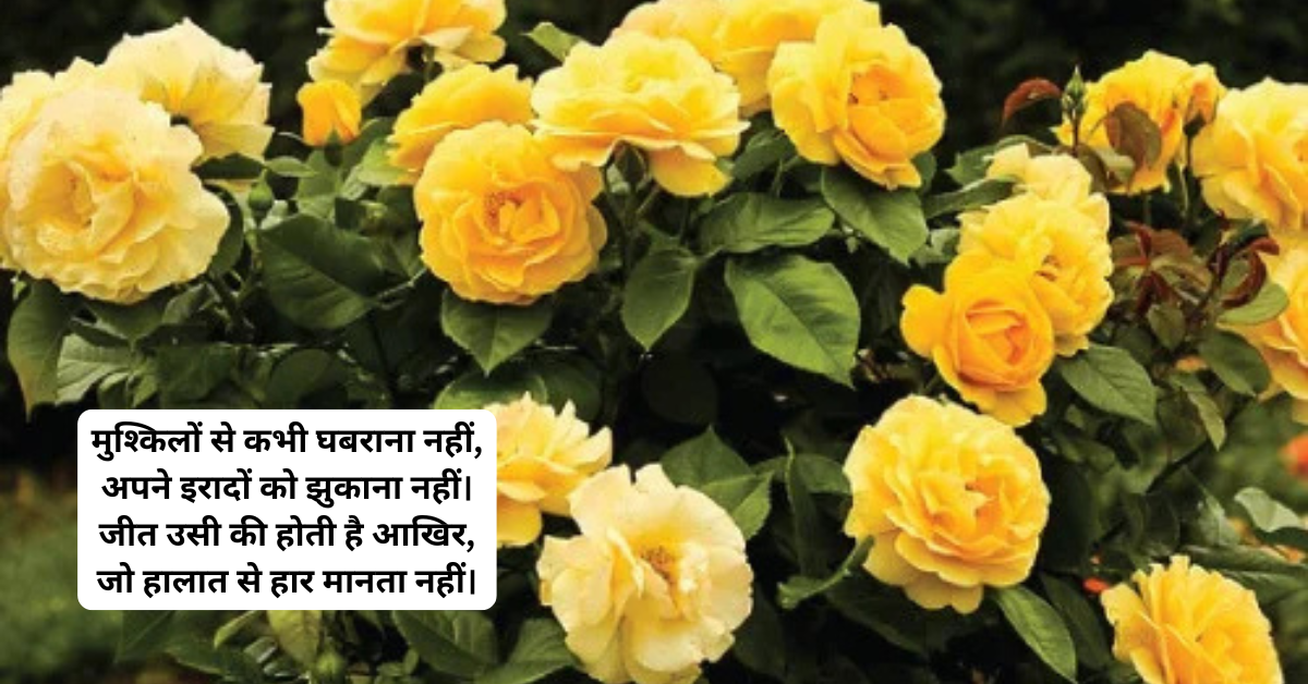नवीनतम प्रेरणादायी सुविचार 2026 | 10 प्रेरणादायक शायरी हिंदी में