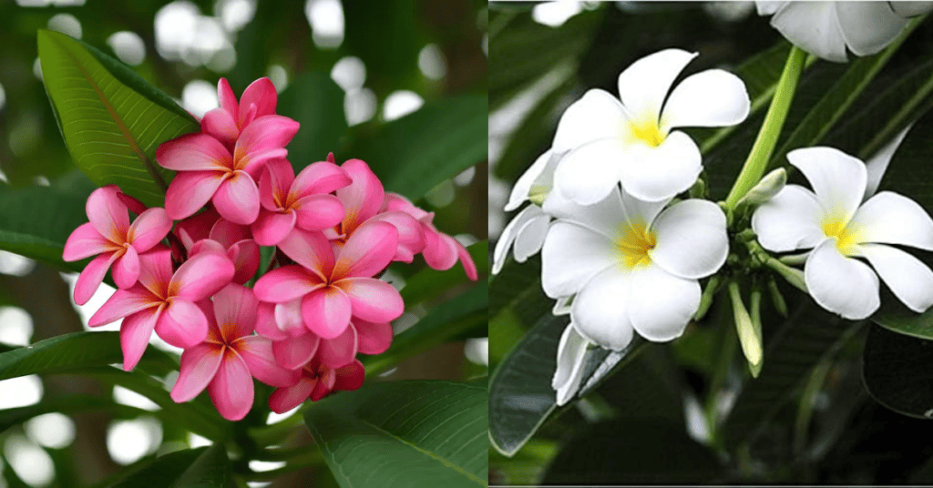 केतकी का फूल (Ketaki Flower) का सुंदर और सुगंधित फूल