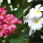 केतकी का फूल (Ketaki Flower) का सुंदर और सुगंधित फूल