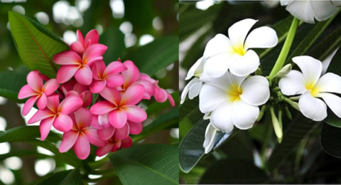 केतकी का फूल (Ketaki Flower) का सुंदर और सुगंधित फूल