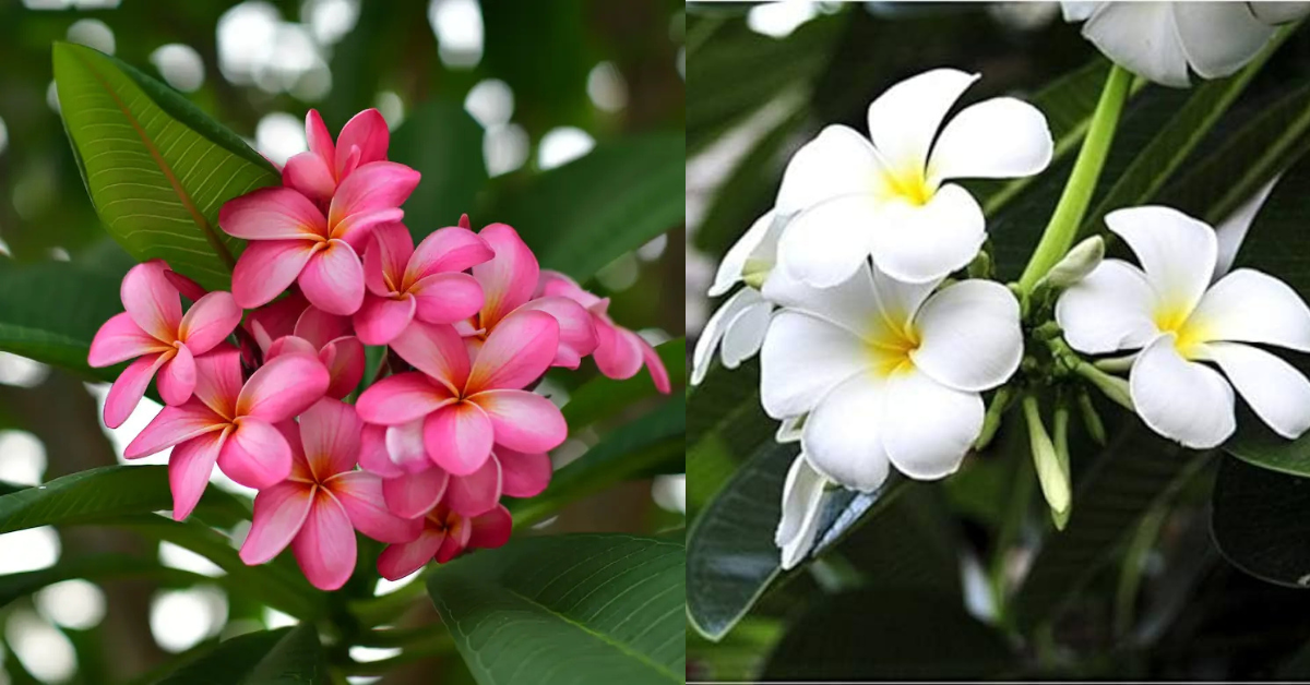 केतकी का फूल (Ketaki Flower) का सुंदर और सुगंधित फूल